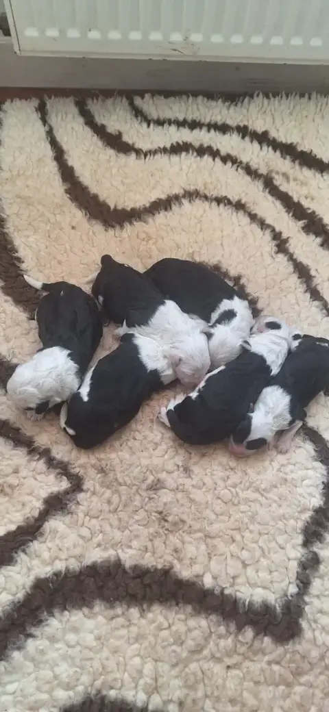 Bobtail  Chiot 3 Lords Of Cuzay