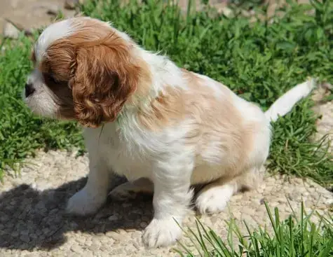 Cavalier King Charles Spaniel  Chiot N°4 Du Domaine D 87e8e photo 3