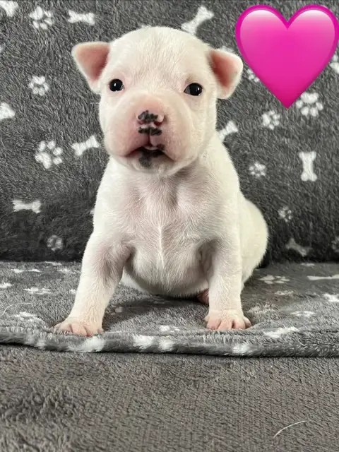 Staffordshire Bull Terrier  Chiot N°2 Du Centre Del M 85b29