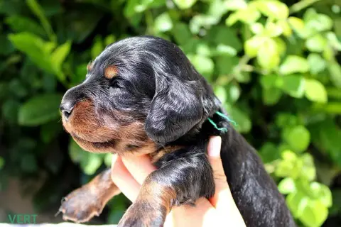Teckel Poil Long  Chiot N°5 Of Moonlight Blue