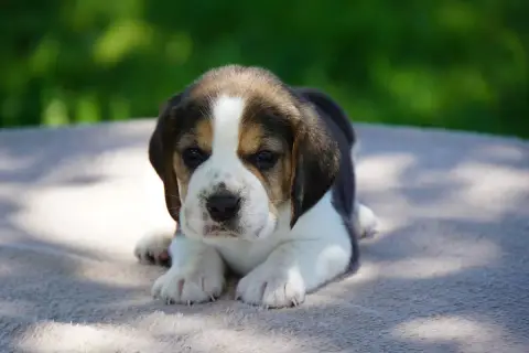 Beagle  Chiot N°3 Forgiveness American Dog