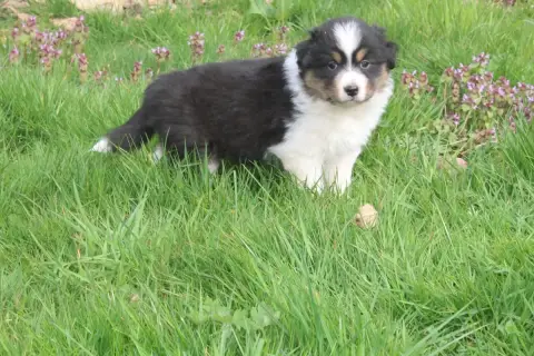 Berger Australien  Chiot N°4 Royal Fluffy