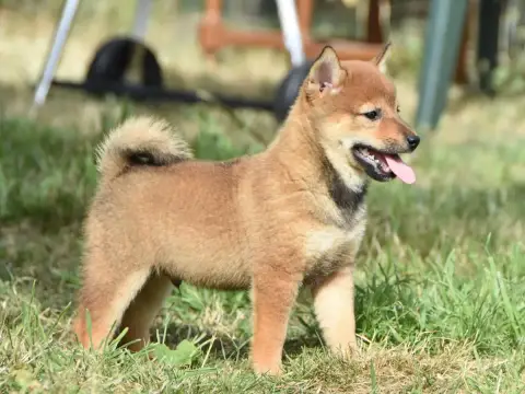 Shiba