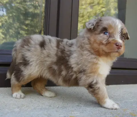 Berger Australien  Chiot N°1 Des Assards De Pierregou cc447