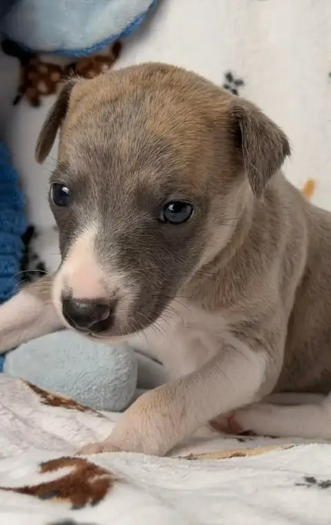 Whippet  Babouchka De La Bastie D'Hucaroc