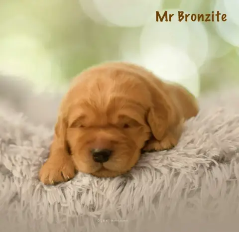 Adopter Golden Retriever 
                        Monsieur Br f1cfe