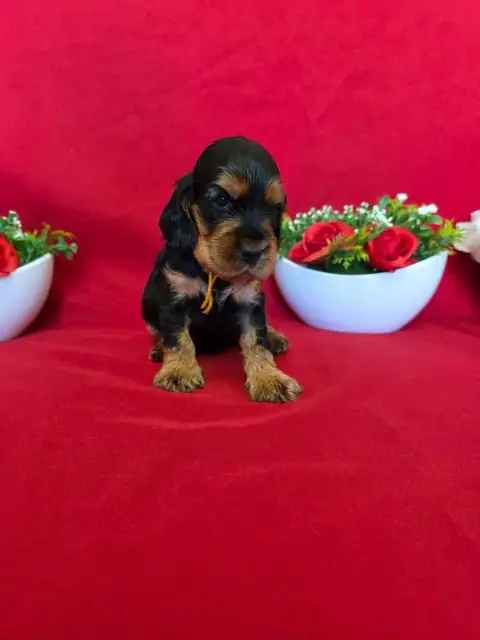 Cocker Spaniel Anglais  B........... Du Domaine De St 763e1 photo 3
