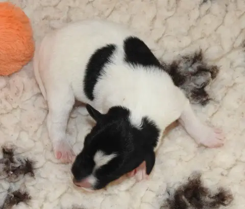 Fox Terrier Poil Lisse  Chiot photo 2