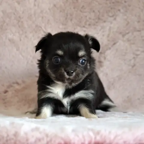 Chihuahua  Billie Jean Des Loves Didi photo 2