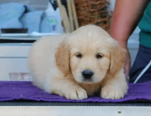 Golden Retriever  Chiot N°8 Vert De Windy'Stia