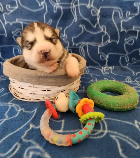 Alaskan Malamute photo 2