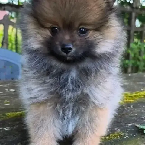 Chiots Mâles Spitz Disponible De Suite