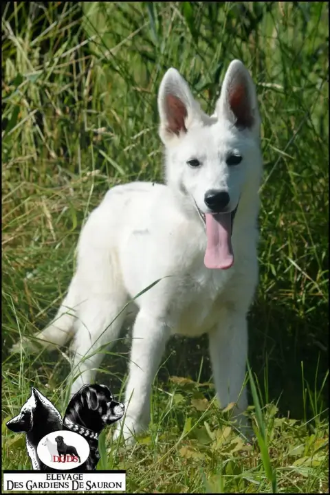 Berger Blanc Suisse  Ayko Des Gardiens De Sauron