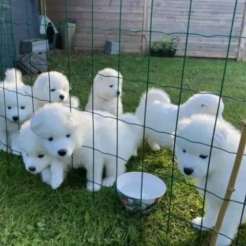 A Vendre Magnifique Chiots Samoyède Lof