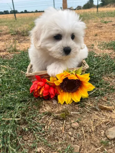 Coton De Tulear 
                        Benita De Je c074a