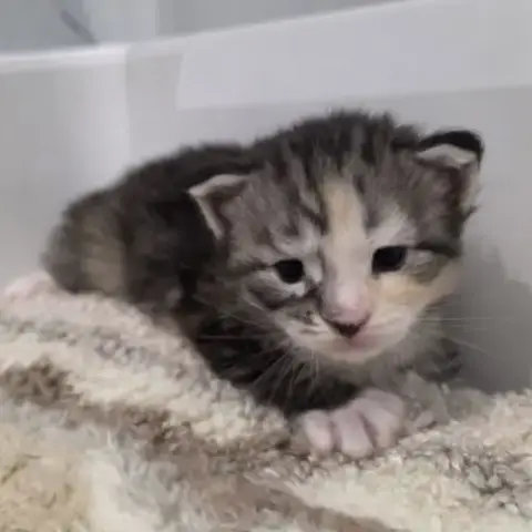 Chatons Maine Coon Polydactyle Loof À Réserver