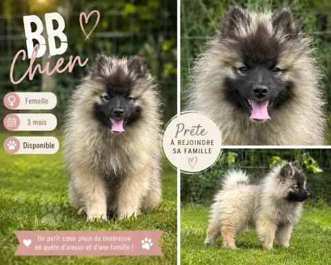 Spitz Allemand  Bb Chien Du Royaume De B’Oxie