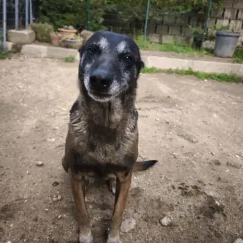 Win À L'Adoption