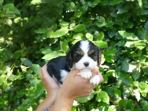 Cavalier King Charles Spaniel