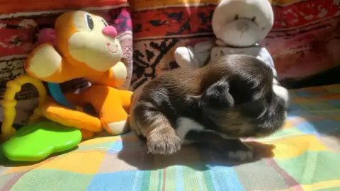 Lhassa Apso photo 2