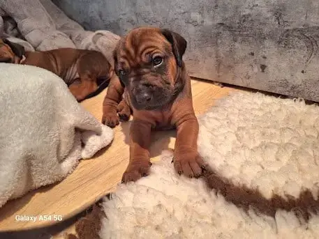 Rhodesian Ridgeback 
                        Bazil De fe4fe photo 2
