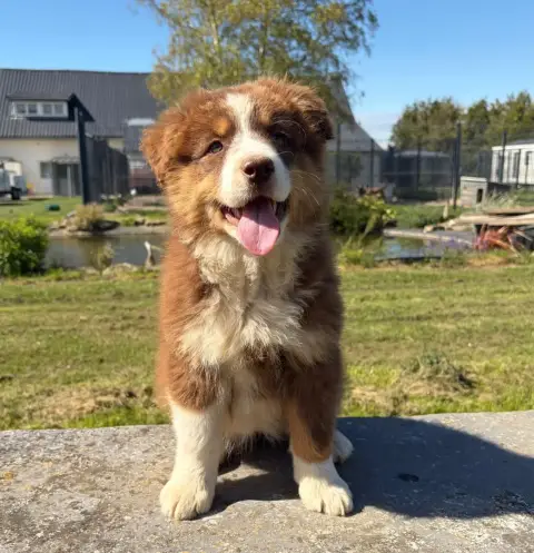 Berger Australien  Chiot N°2 Des Gardiens D'Athéna photo 2