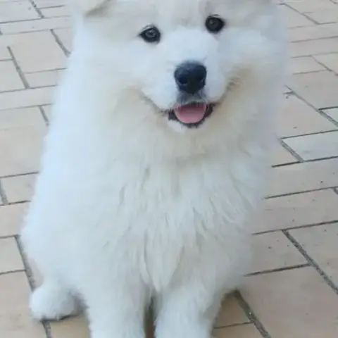 Chiots Samoyède Type Ours Lof Élevés En Famille
