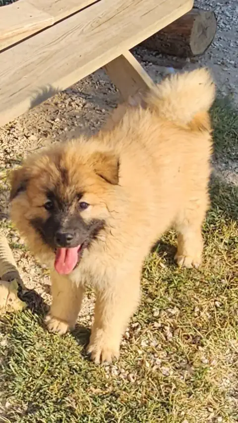 Eurasier photo 2