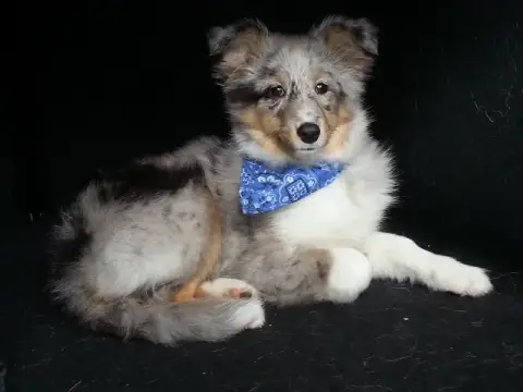 Shetland Sheepdog  Chiot N°4 Du Mourre De Gache
