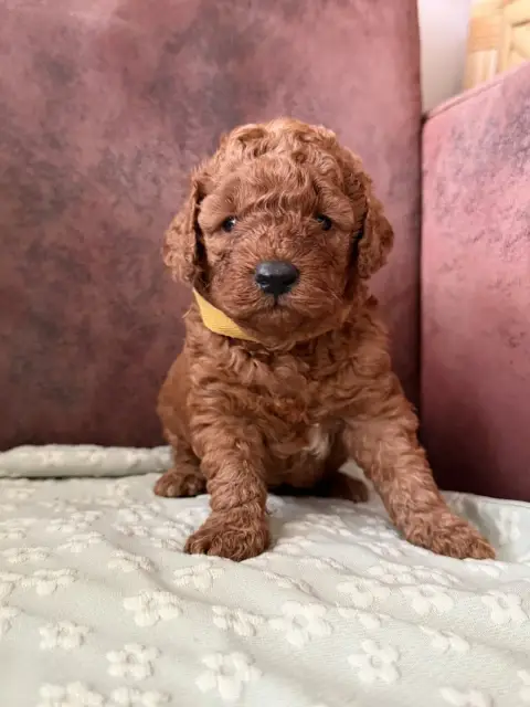 Caniche  Belle De La Cour De Mimali