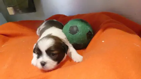 Lhassa Apso  Chiot N°1 Du Domaine Des Ecorces
