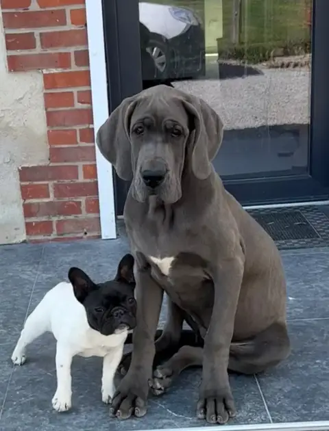 Dogue Allemand  Accapella Du Jardin Royal