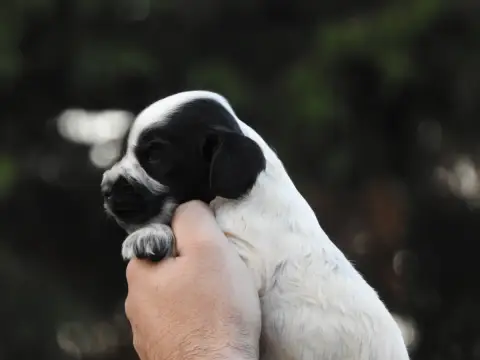 Cocker Spaniel Anglais 
                        Chiot f3d19 photo 2