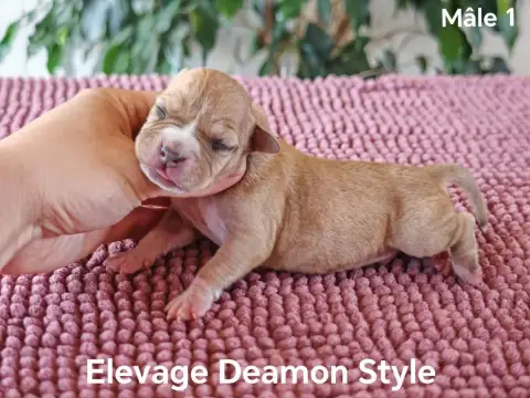American Staffordshire Terrier