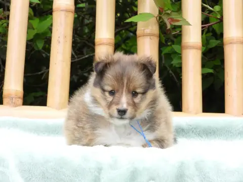 Shetland Sheepdog  Chiot N°3 Du Sapin Vert photo 3