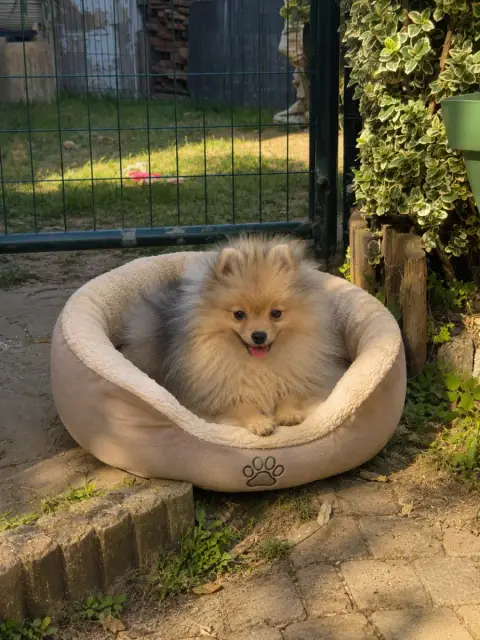 Spitz Allemand  Bonnie Du Clos Des Petites Etoiles photo 2