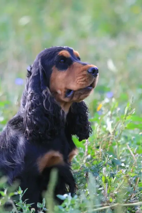Cocker Spaniel Anglais  Chiot 1....B???? De La Mare D 60fd3 photo 3