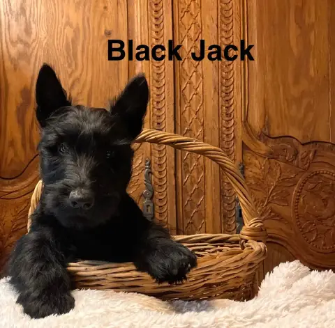 Scottish Terrier  Chiot N°2 Du Clos Des Dolls