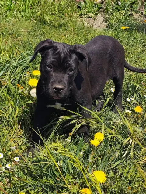 Cane Corso  Collier Doré De La Tribu Amazone photo 2