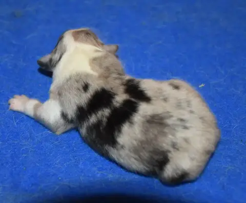 Shetland Sheepdog photo 3