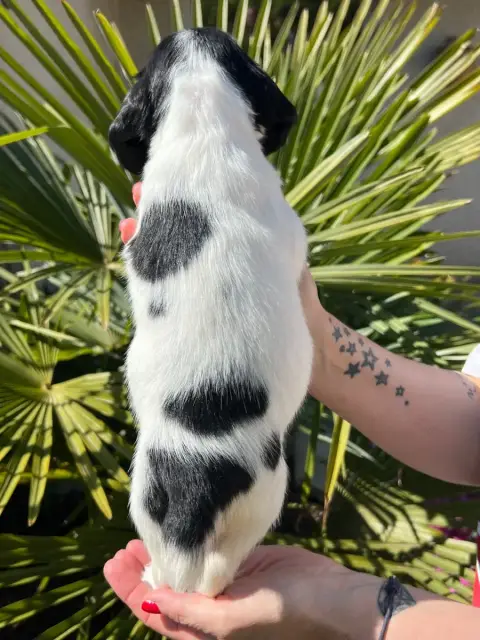 English Springer Spaniel  Chiot N°6 De Torlhak photo 2