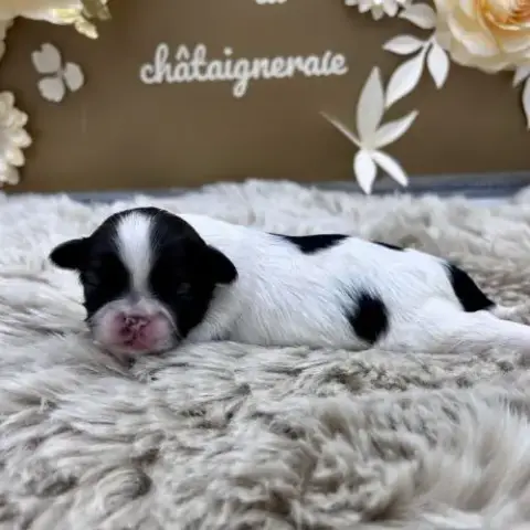 Chiot Shih Tzu