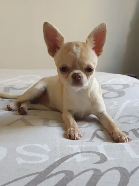 Chihuahua  Chiot 2 De La Vallée D'Uria photo 3