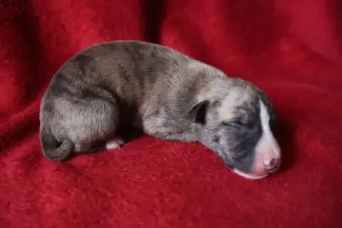 Whippet  Chiot N°2 Dear Sweety photo 3