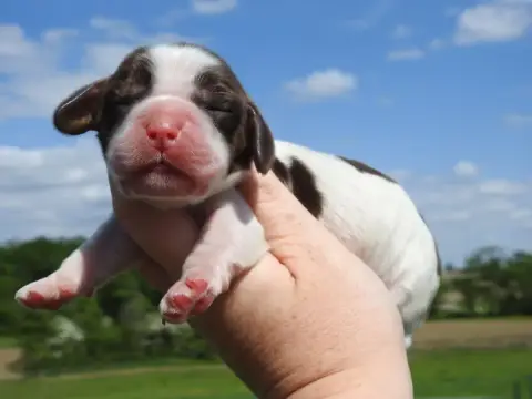 Cocker Spaniel Anglais