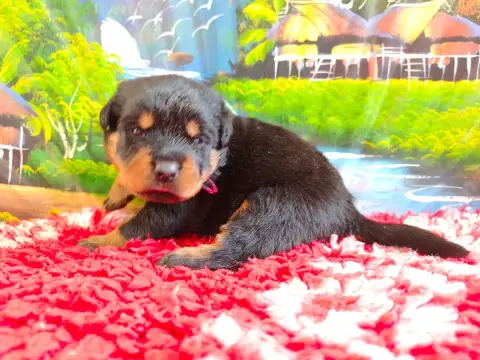 Adopter Rottweiler 
                        Femelle Collier R ef579