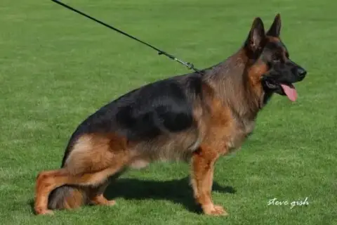Berger Allemand  Chiot N°5 Des Sentiers Des Alpilles b75e0 photo 2