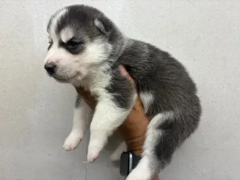 Siberian Husky photo 2