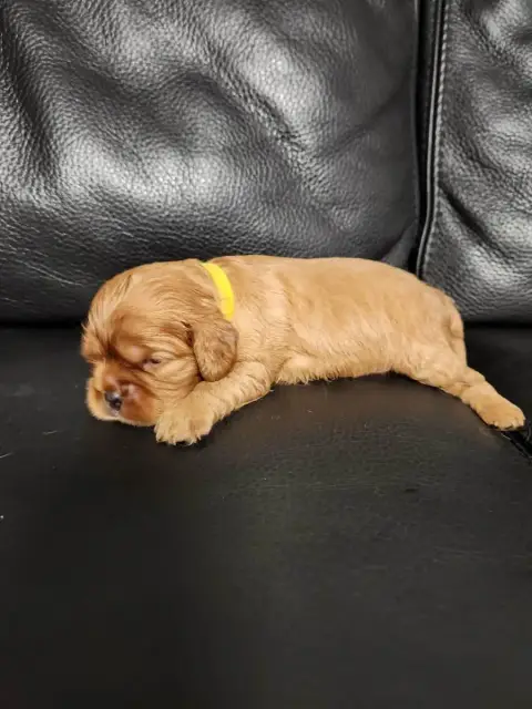 Cavalier King Charles Spaniel  Chiot 3 Du Royaume De  706de photo 2
