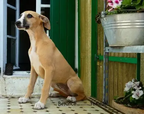 Whippet  Beyonce Du Castel Minervois photo 3